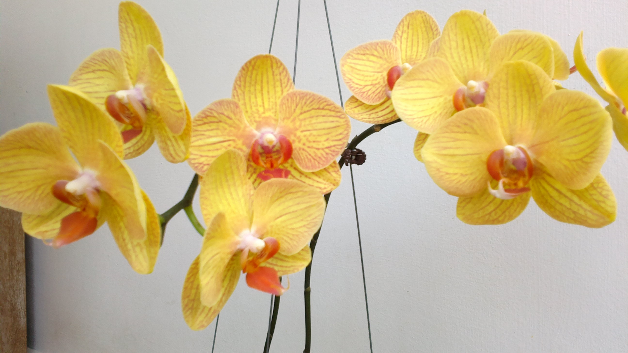 Орхидеи желто розовые. Орхидея мультифлора желтая. Фаленопсис Еллоу Коу. Жёлтая Орхидея фаленопсис. Орхидея мультифлора желтая в крапинку.